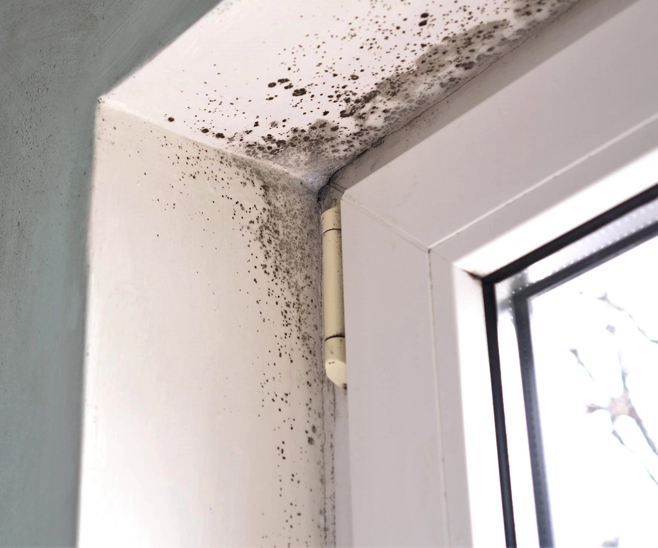 Trust SERVPRO for mold remediation near you. For mold damage cleanup near me, mold remediation, SERVPRO is the one you can count on for mold repair, cleanup and restoration near me.